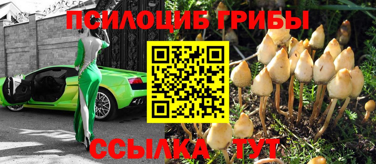 Галлюциногенные грибы Psilocybe  Вход с VPN  Псилоцибиновые грибы Psilocybe  где найти наркотики  Лесозаводск 